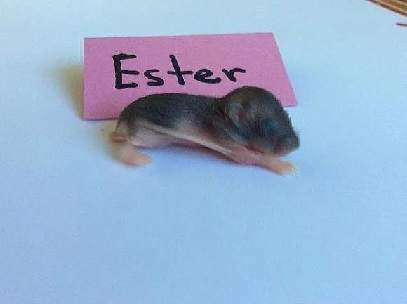 KŘEČEK DŽUNGARSKÝ S PP-čistokrevný